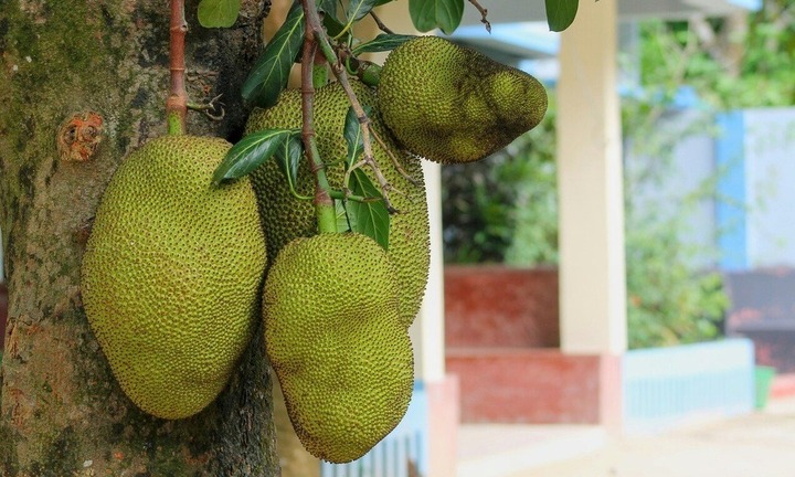 Hy hữu: Cụ ông 84 tuổi thiệt mạng vì quả mít nặng 3kg rơi trúng đầu