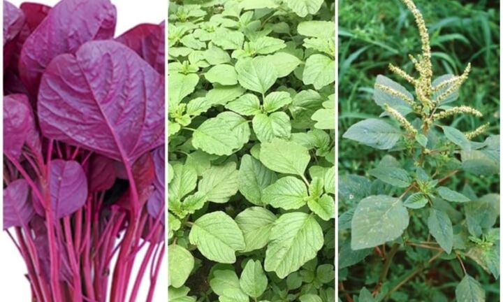Rau dền đỏ hay rau dền xanh ngon hơn?