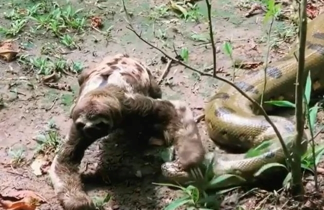 Trăn anaconda chạm trán con lười và cái kết bất ngờ