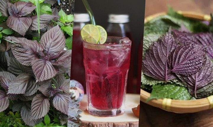 Những công dụng của lá tía tô trong việc chữa bệnh ít ai biết