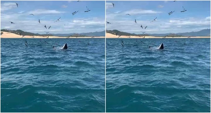 Tin thời sự nóng mới nhất ngày 6/7: Cá voi lớn xuất hiện tại vùng biển Phú Yên