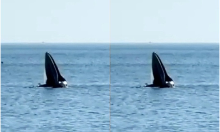 Cá voi dài khoảng hơn 20m săn mồi ở vùng biển Phú Yên