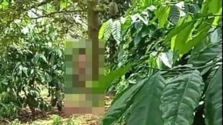 Đi làm rẫy, hoảng hồn thấy người đàn ông chết bên gốc sầu riêng