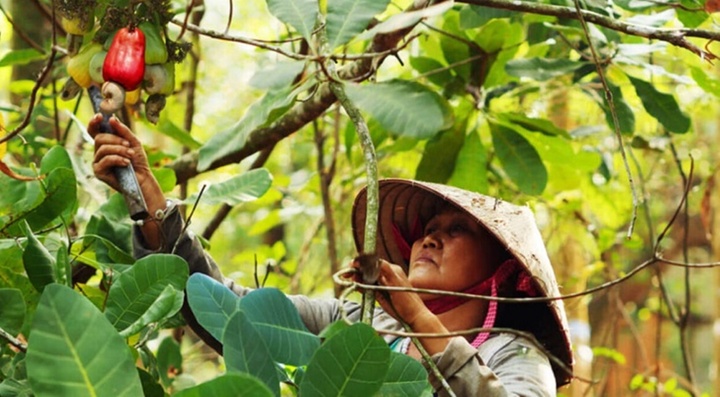 Hạt điều nhập khẩu kém chất lượng tràn ngập thị trường, Bình Phước quyết liệt bảo vệ thương hiệu