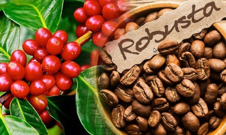 Giá tăng lập đỉnh mới, cà phê Robusta có gì đặc biệt?