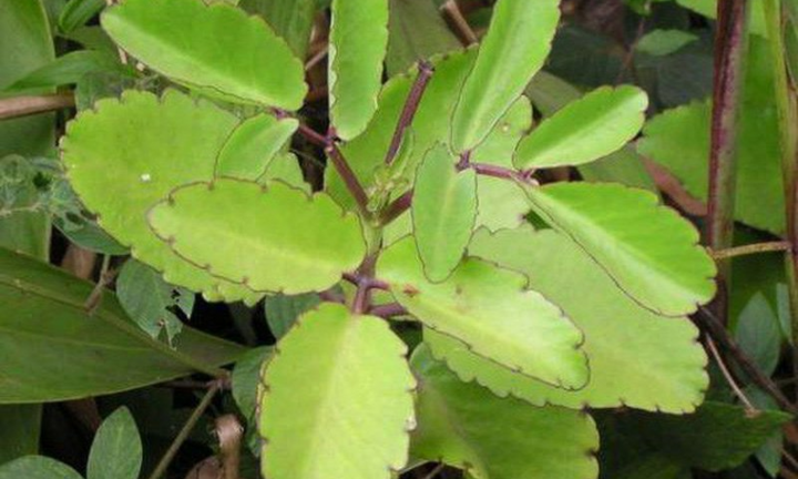 Loại cây mọc hoang ở Việt Nam nhưng có công dụng giải rượu