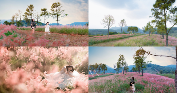 Đồi Cỏ Hồng - 