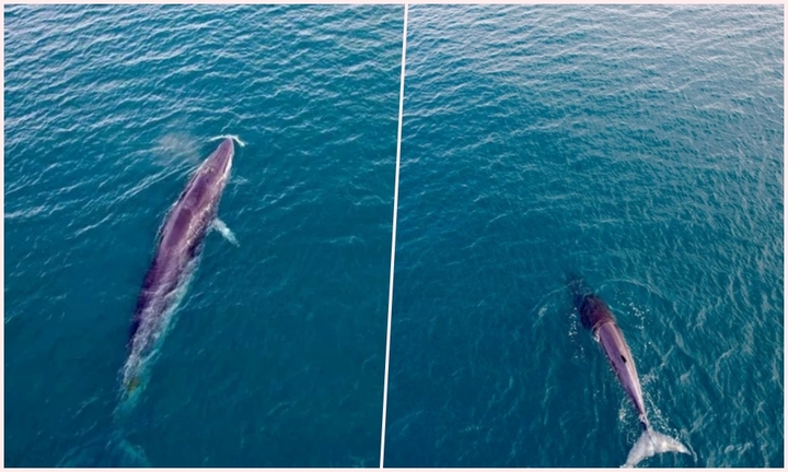 Cận cảnh cặp cá voi màu đen xuất hiện trên vùng biển Cù Lao Mái Nhà