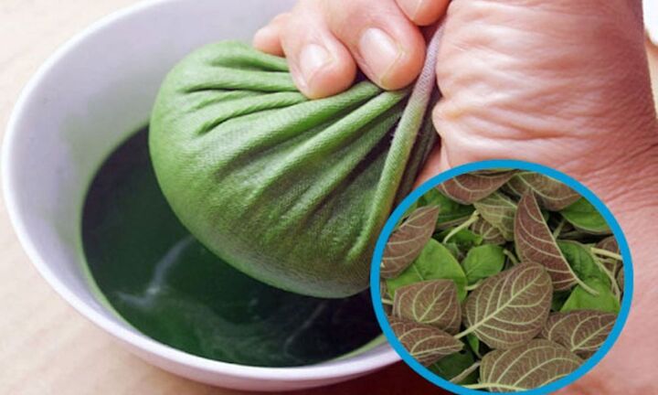 Loại lá mọc đầy vườn không ai thèm ngó, giờ là “bảo bối” giúp đánh bay mụn nhọt