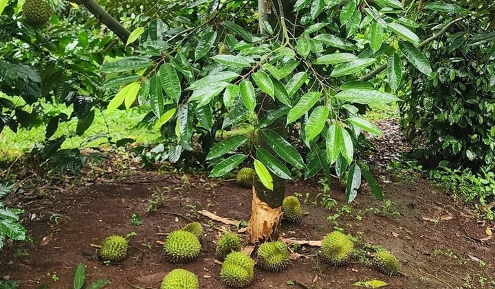 Tin tức thời sự mới ngày 18/7: Hàng loạt cây sầu riêng bị phá hoại ở Đắk Lắk