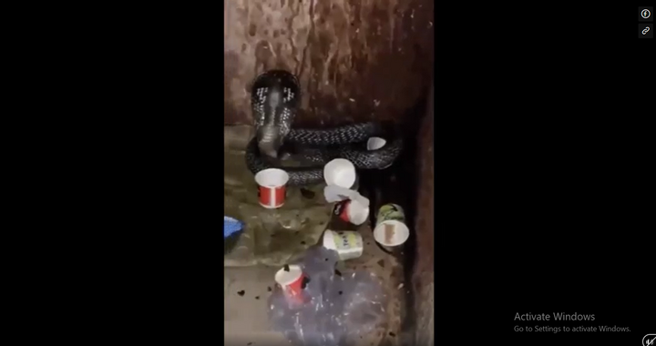 Tá hỏa khi thấy rắn hổ mang chúa  "khủng " ghé thăm đồn cảnh sát