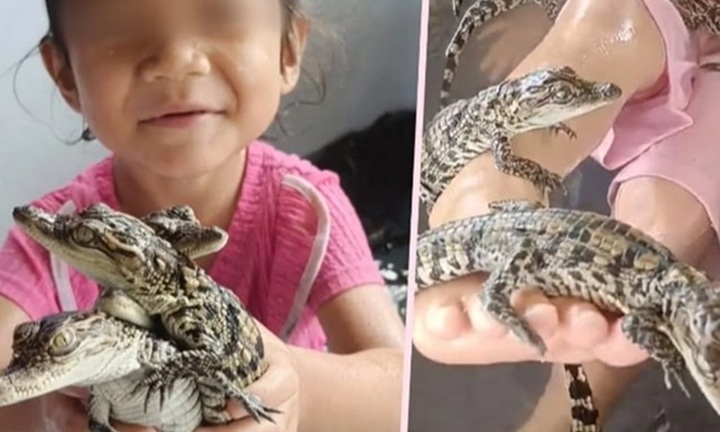 Cho con gái 4 tuổi chơi cùng 200 con cá sấu con, bà mẹ bị chỉ trích dữ dội