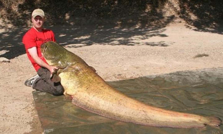  Người đàn ông câu được cá trê 