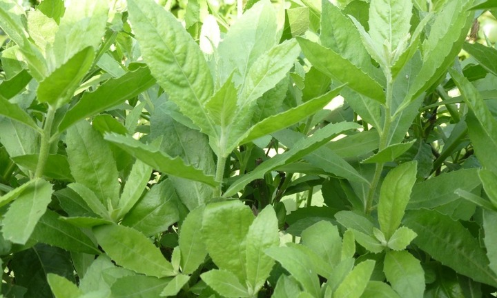 Uống nước lá cúc tần có tác dụng gì?