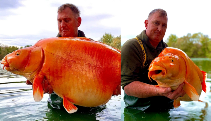 Câu được cá chép vàng 