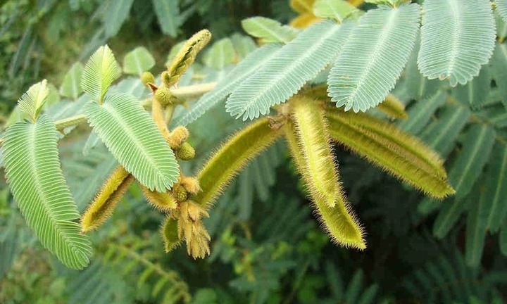 Cây mắt mèo có tác dụng gì?