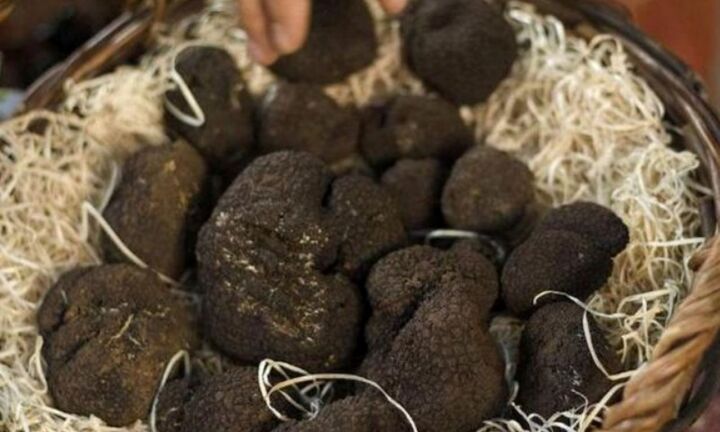 Lão nông đào trúng