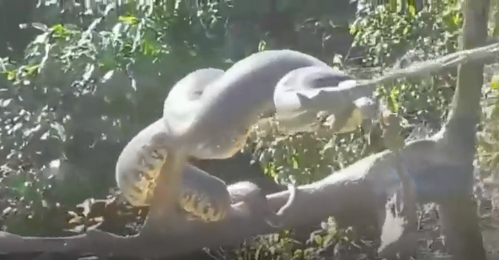 Rợn người cảnh trăn Anaconda 