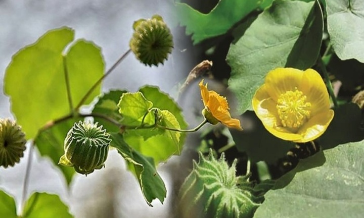 Tác dụng tuyệt vời của cây cối xay không phải ai cũng biết