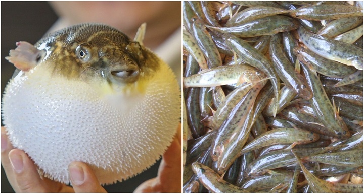 Loại cá tưởng rất bổ dưỡng nhưng chứa nhiều chất độc