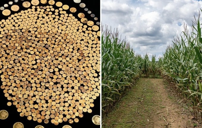 Đi cuốc đất làm đồng, lão nông đào trúng “kho báu” khổng lồ