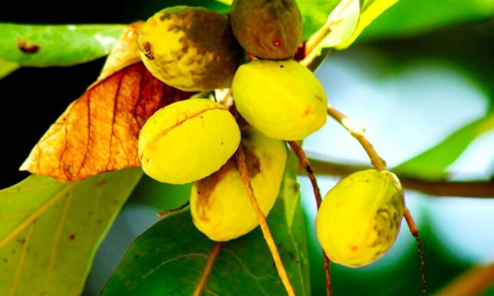 Quả bàng có ăn được không?