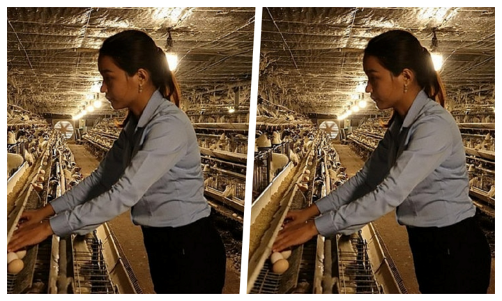 Cô nông dân đầu tư 2 tỷ nuôi loài