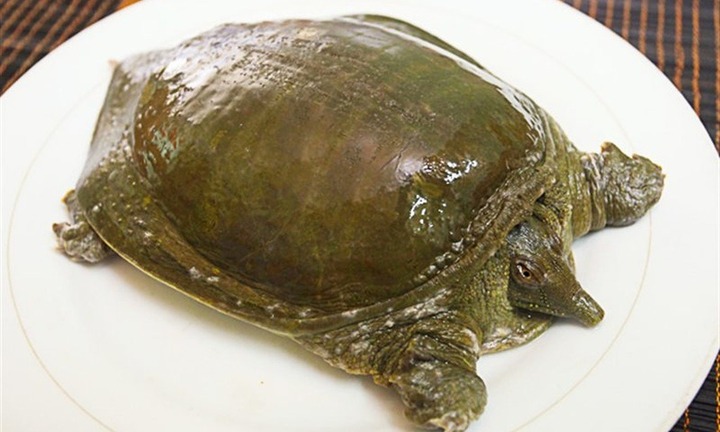 Ai không nên ăn thịt ba ba?