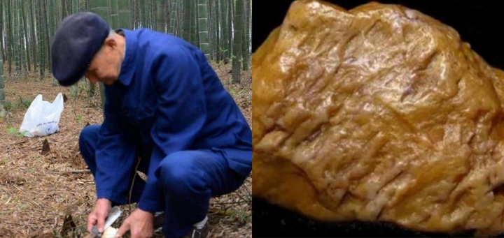 Lên núi tìm măng rừng, lão nông vô tình đào trúng “kho báu” 2.000 tỷ đồng