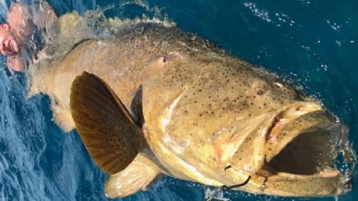Bắt được cá mú khổng lồ nặng hơn 200 kg, cần thủ bị lôi thẳng xuống biển