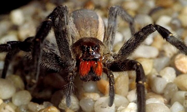 Loại nhện cực độc nhưng giúp “quý ông” tăng cường sinh lý