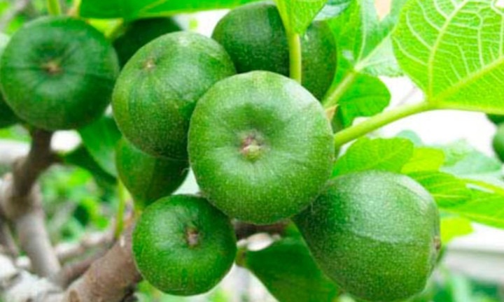 Tác dụng của sung muối đối với sức khỏe