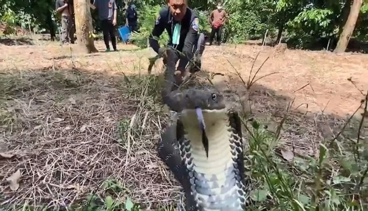 Video: Người đàn ông dùng tay không  "bắt sống " rắn hổ mang chúa dài 4m, nặng 8kg