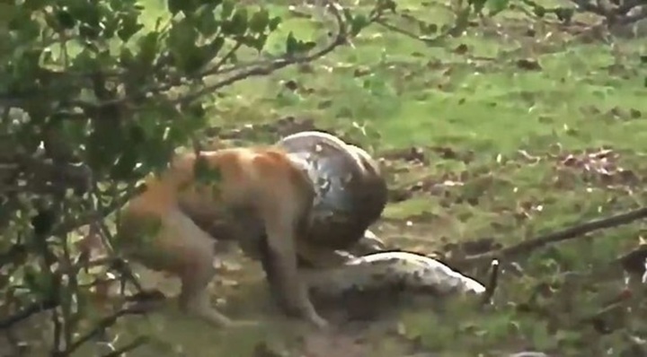 Bị trăn khổng lồ siết chặt, chó nhà phản đòn và cái kết bất ngờ ở phút chót