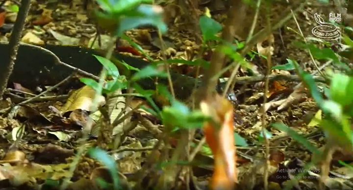 Video: Đụng độ rắn hổ mang chúa  "khủng ", rắn cực độc Viper Malabar phải bỏ mạng