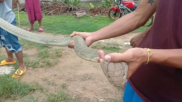 Video: Thanh niên hoảng hồn phát hiện rắn hổ mang  "khủng " ẩn nấp trong phòng ngủ