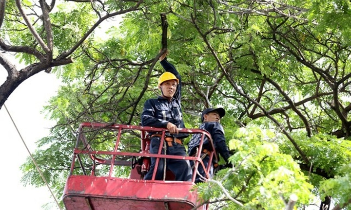 Sau vụ nhánh cây đè chết 2 người ở TP.HCM, đề xuất dùng flycam kiểm tra cây xanh