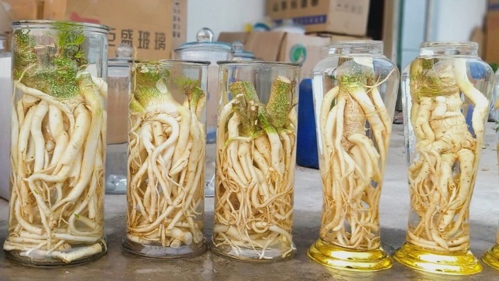 Công dụng của rượu đinh lăng 