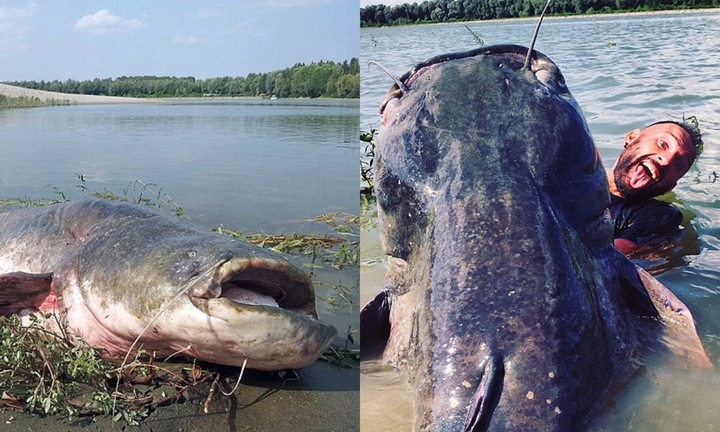 Cận cảnh cá da trơn khổng lồ nặng tới 120kg mắc câu trên sông Po