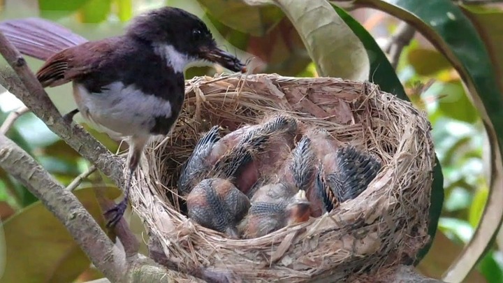 Lý do tổ chim hướng lên trên trời, nguyên nhân cực đơn giản