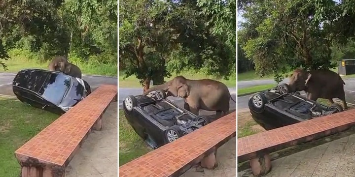 Ngửi thấy mùi thơm, chú voi có hành động khiến du khách  "sợ khiếp vía "