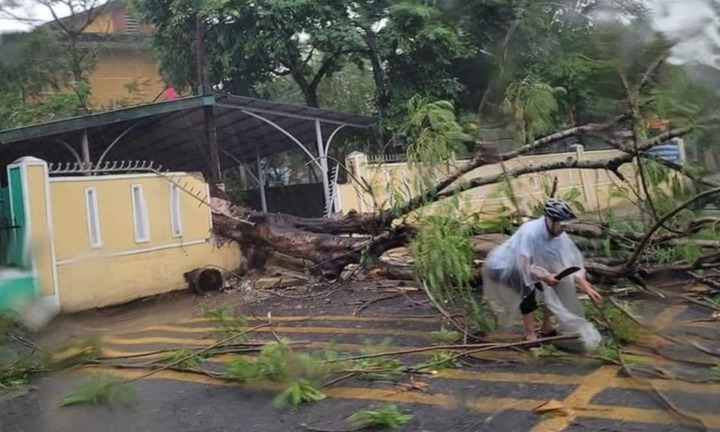 Mưa lớn, cây phượng bật gốc đè sập tường trường học, chắn ngang đường ở TP.Huế