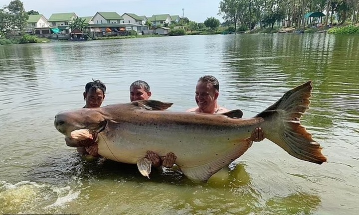 Cần thủ tóm sống cá tra dầu khổng lồ nặng gần 200kg, dài 2m