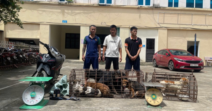 Bắt nhóm đối tượng nửa tháng  trộm cắp gần 100 con chó