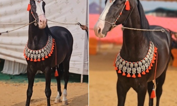 Video: Con ngựa được trả giá gần 30 tỷ đồng, nhưng chủ nhân quyết không bán