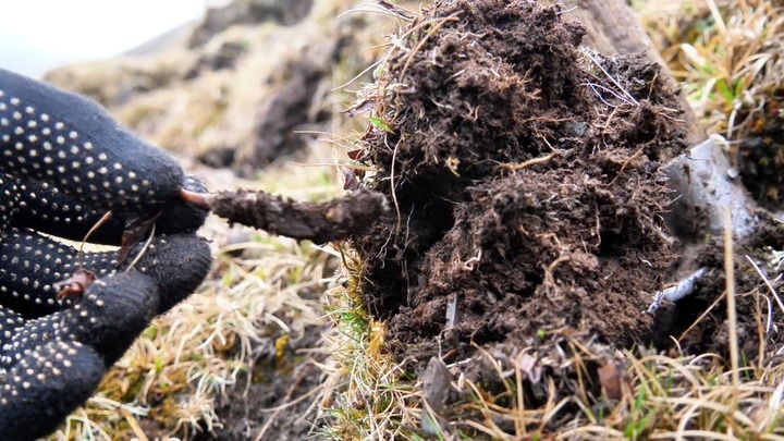 Lên núi đào khoai, lão nông tìm được loại kho báu đắt hơn cả vàng