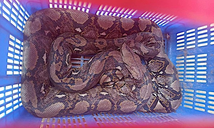 Xử phạt người phụ nữ làm thịt động vật hoang dã có tên trong sách Đỏ