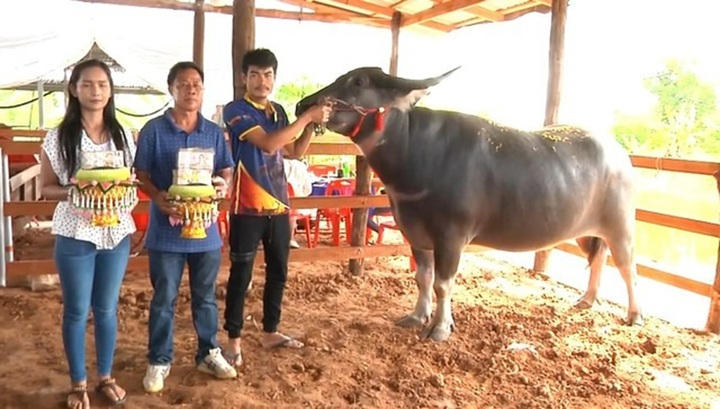 Video: Con trâu giá 2,3 tỷ đồng ở Thái Lan có gì đặc biệt?
