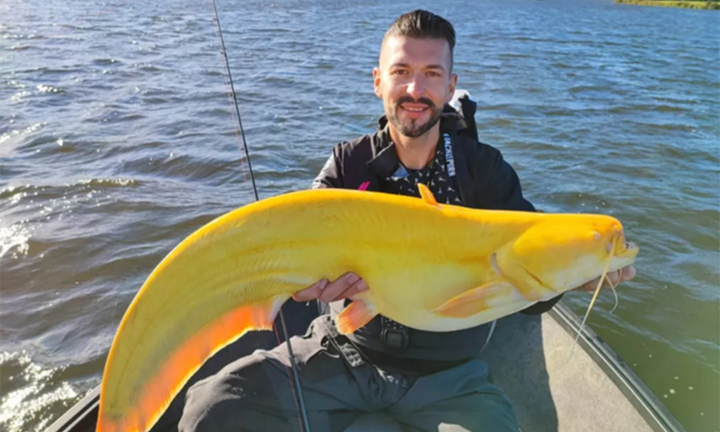 Cần thủ ngỡ ngàng khi câu trúng cá nheo màu vàng chanh cực hiếm 