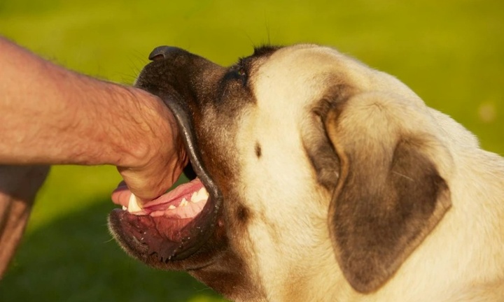 Chỉ tiêm phòng uốn ván sau khi bị chó cắn, bé 8 tuổi nghi mắc bệnh dại